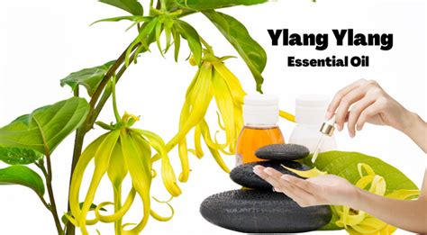 ylang ylang benefits for skin.